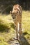 Cheetah walking through grassland