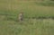 Cheetah Walking in a green grass at Masai Mara Game Reserve,Kenya