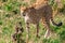 Cheetah walking in the Greenland savannah on the lookout in the Maasai Mara National Game Reserve Park Riftvalley Narok County Ken