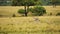 Cheetah Walking in Long Savannah Grass, Masai Mara Kenya Animal on African Wildlife Safari in Maasai