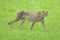 Cheetah walking and looking at the camera.