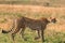 Cheetah walking majestically in the Greenland savannah on the lookout in the Maasai Mara National Game Reserve Park Riftvalley Nar