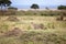 Cheetah walking in the open grassy savannah