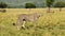 Cheetah Walking in Savanna, Masai Mara African Safari Wildlife Animals in Africa, Kenya in Maasai Ma