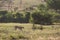 Cheetah walking in savannah South Africa