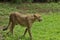 Cheetah walking in Singapore Zoo