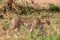 Cheetah walking strongly in the Greenland savannah on the lookout in the Maasai Mara National Game Reserve Park Riftvalley Narok C