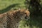 Cheetah walking through vegetation in the Maasai Mara