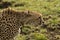 Cheetah walking through vegetation in the Maasai Mara