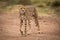 Cheetah walks across dirt track in savannah