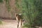 A cheetah walks around a bush