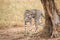 Cheetah walks around a tree on a savanna in Tsavo West Reserve