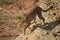 Cheetah walks down gravel pile in sunshine