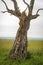 Cheetah walks down slanted tree in grassland