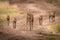 Cheetah walks down track with four cubs