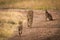 Cheetah walks down track between two cubs