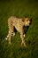 Cheetah walks through grass in bright sunshine