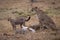 Cheetah watches as cubs eat Thomson gazelle