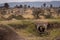 Cheetah watches as cubs play near pipe