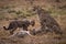 Cheetah watches while cubs eat Thomson gazelle