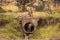 Cheetah watches four cubs playing around pipe