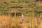 The cheetah watches the savanna. Kenya, Africa