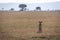 Cheetah watches savannah with back to camera