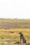 The cheetah watches the savannah. Plain of Masai Mara, Kenya