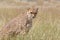 Cheetah watchful in grassland