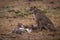 Cheetah watching while cubs eat Thomson gazelle