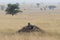 Cheetah watching from raised mound in Serengeti