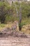 Cheetah watching ungulates. Savanna of Masai Mara, Kenya