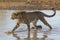 Cheetah in water, South Africa