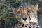 Cheetah wild cat at Etosha National Park in Namibia