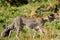 Cheetah Wildlife Animals Mammals at the savannah grassland wilderness hill shrubs great rift valley maasai mara national game