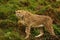 Cheetah the world`s fastest animal