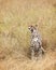 Cheetah yawn