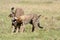 Cheetah yawning while cub looks in her mouth