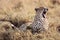 Cheetah yawning Masai Mara Reserve Kenya Africa