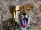 Cheetah yawning with mouth wide open