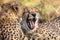 Cheetah Yawning showing teeth and tongue