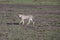 Cheetah youth on prowl in Serengeti, Tanzania