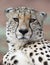 Cheetah of Zimanga Park in South Africa