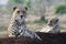 Cheetah in Zimanga Park in South Africa