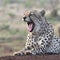 Cheetah in Zimanga Park in South Africa