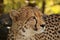 Cheetah Zimbabwe, Hwange National Park
