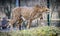 Cheetah in ZOO in Pilsen, Czech Republic