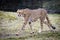 Cheetah in ZOO in Pilsen, Czech Republic