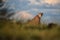 Cheetahs, Acinonyx jubatus, sitting  in high grass in savanna, staring directly at camera.  Wildlife scene. Typical  savanna