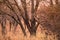 Cheetahs in the African savanna. Safari in the savannah of Serengeti National Park, Tanzania. Close to Maasai Mara, Kenya. Burnt